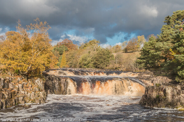Autumn Splendour at Low Force Waterfall, Teesdale Picture Board by Richard Laidler