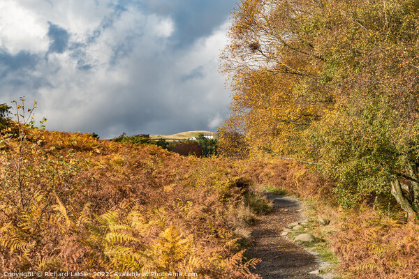 Autumn on the Pennine Way towards High Force, Teesdale  Picture Board by Richard Laidler