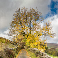 Buy canvas prints of Lane near Gunnerside, Yorkshire Dales, in Autumn by Richard Laidler