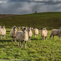 Buy canvas prints of Inquisitive Swaledales in Ettersgill by Richard Laidler