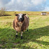 Buy canvas prints of Friendly Dutch Spotted Sheep by Richard Laidler