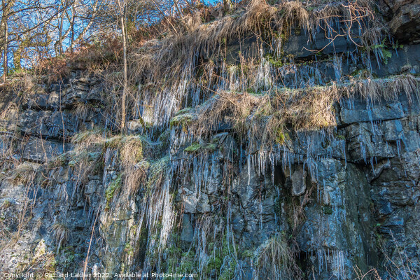 Icicles at Bowlees Quarry, Teesdale Picture Board by Richard Laidler