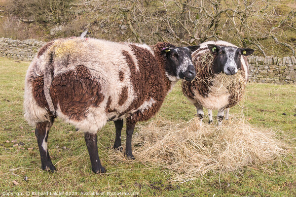 Dutch Spotted Sheep Picture Board by Richard Laidler