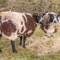 Buy canvas prints of Dutch Spotted Sheep by Richard Laidler