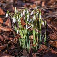 Buy canvas prints of January Snowdrops by Richard Laidler