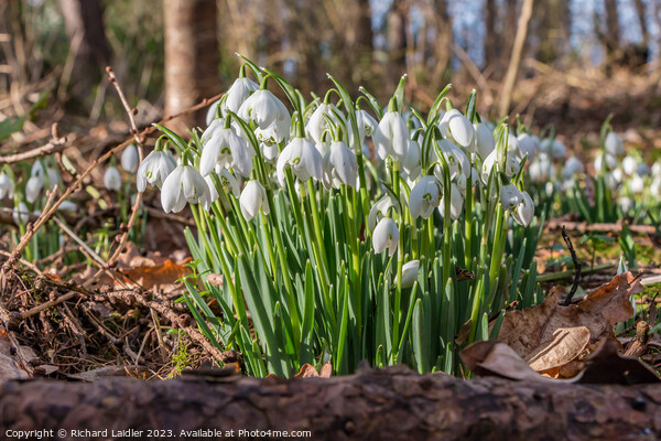Woodland Snowdrops Picture Board by Richard Laidler