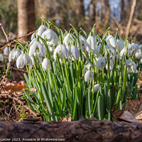 Buy canvas prints of Woodland Snowdrops by Richard Laidler