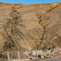 Buy canvas prints of Sheep and Heap by Richard Laidler
