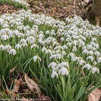 Buy canvas prints of Snowdrops in Woodland by Richard Laidler