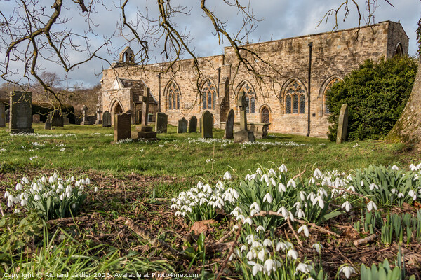 Snowdrops in St Marys Churchyard, Wycliffe, Teesdale Picture Board by Richard Laidler