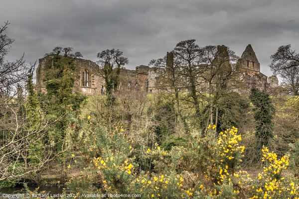 Egglestone Abbey and Gorse  Picture Board by Richard Laidler