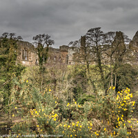 Buy canvas prints of Egglestone Abbey and Gorse  by Richard Laidler