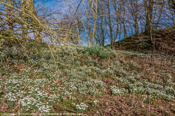 Woodland Snowdrops and Emerging Daffodils Picture Board by Richard Laidler