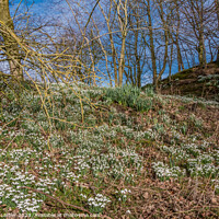 Buy canvas prints of Woodland Snowdrops and Emerging Daffodils by Richard Laidler
