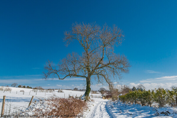 Park Lane, Hutton Magna, Teesdale in Snow Picture Board by Richard Laidler