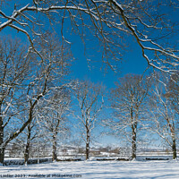 Buy canvas prints of Winter Trees at Hutton Magna by Richard Laidler