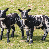 Buy canvas prints of Dutch Spotted Lambs by Richard Laidler