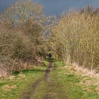 Buy canvas prints of Solitary Dog Walker on the Tees Railway Walk by Richard Laidler