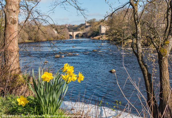County Bridge and River Tees at Barnard Castle in Spring Picture Board by Richard Laidler