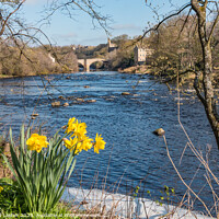 Buy canvas prints of County Bridge and River Tees at Barnard Castle in Spring by Richard Laidler