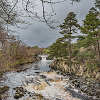 Buy canvas prints of A Damp Day at Low Force Waterfall in Spring (2) by Richard Laidler