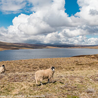 Buy canvas prints of Cow Green Reservoir (2) by Richard Laidler
