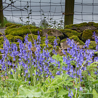 Buy canvas prints of Wild English Bluebell Flowers  by Richard Laidler