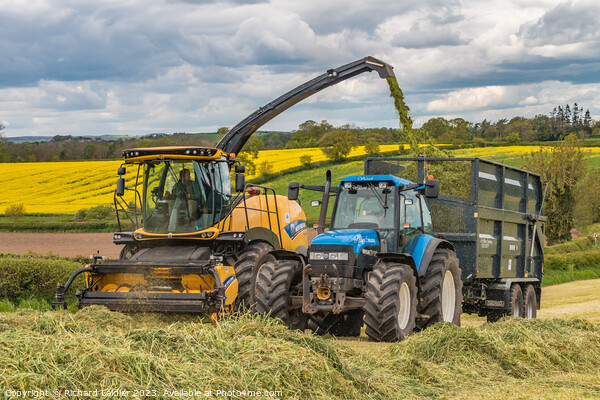 Silage Making Near Ovington (2) Picture Board by Richard Laidler