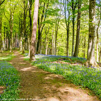 Buy canvas prints of English Bluebells in Woodland by Richard Laidler