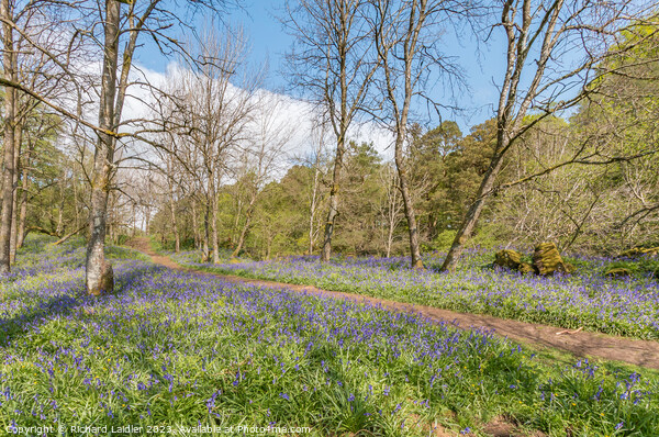 Flowering English Bluebells at Low Force (2) Picture Board by Richard Laidler