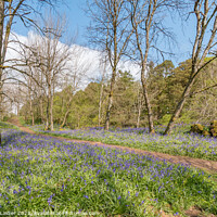 Buy canvas prints of Flowering English Bluebells at Low Force (2) by Richard Laidler