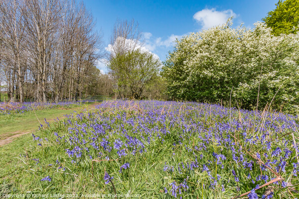 Flowering English Bluebells at Low Force (1) Picture Board by Richard Laidler