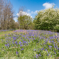 Buy canvas prints of Flowering English Bluebells at Low Force (1) by Richard Laidler