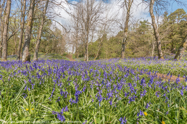 Flowering English Bluebells at Low Force (3) Picture Board by Richard Laidler