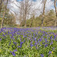 Buy canvas prints of Flowering English Bluebells at Low Force (3) by Richard Laidler