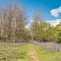 Buy canvas prints of Flowering English Bluebells at Low Force (4) by Richard Laidler