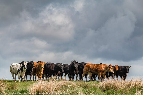 Cattle on the Skyline  Picture Board by Richard Laidler
