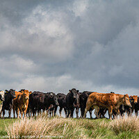 Buy canvas prints of Cattle on the Skyline  by Richard Laidler