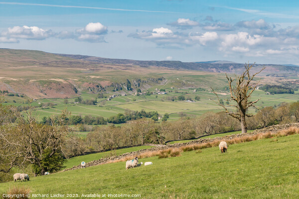 Spring Morning in Upper Teesdale (1) Picture Board by Richard Laidler