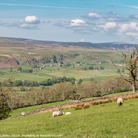 Buy canvas prints of Spring Morning in Upper Teesdale (1) by Richard Laidler