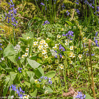 Buy canvas prints of Springtime Wild Flowers by Richard Laidler