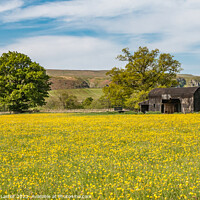 Buy canvas prints of Buttercup Meadow at Newbiggin, Teesdale  by Richard Laidler