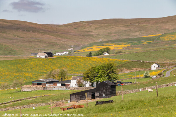 Spring Morning in Harwood Teesdale (1) Picture Board by Richard Laidler