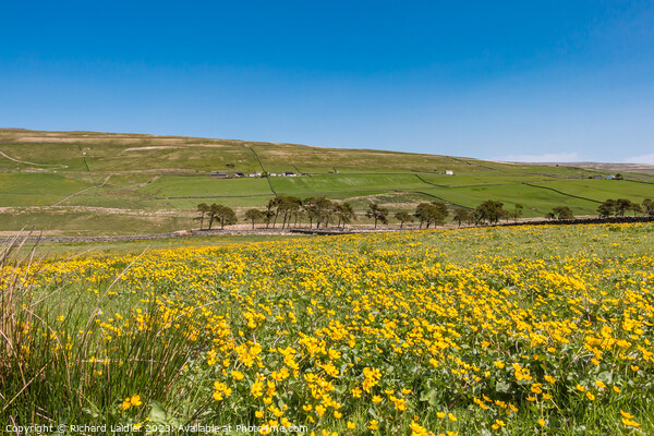 Spring Morning in Harwood Teesdale (5) Picture Board by Richard Laidler