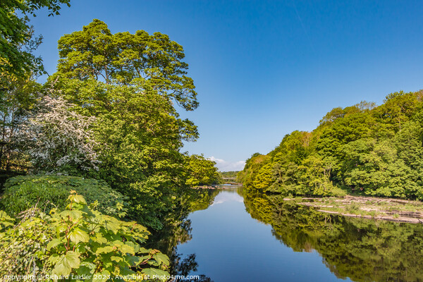 Spring Morning on the Tees at Wycliffe, Teesdale Picture Board by Richard Laidler