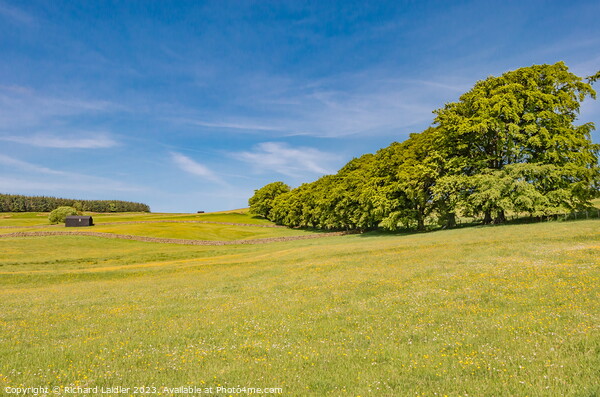 Spring Flower Meadows in Ettersgill, Teesdale Picture Board by Richard Laidler