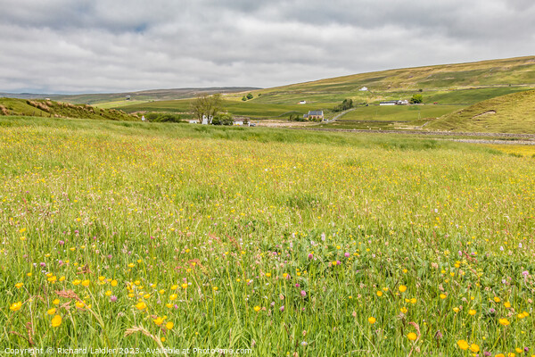 Hay Meadow at Marshes Gill, Harwood, Teesdale Picture Board by Richard Laidler