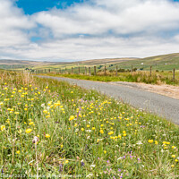 Buy canvas prints of Roadside Summer Wild Flowers at Harwood, Teesdale  by Richard Laidler