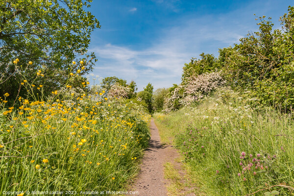 Summer Morning on the Tees Railway Walk at Mickleton (2) Picture Board by Richard Laidler