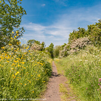 Buy canvas prints of Summer Morning on the Tees Railway Walk at Mickleton (2) by Richard Laidler